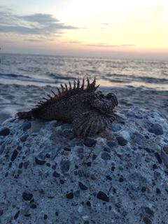 オニオコゼの釣果