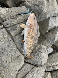 アイナメの釣果