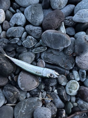 サバの釣果