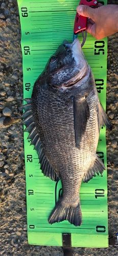 チヌの釣果