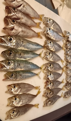 アジの釣果