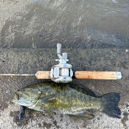 スモールマウスバス