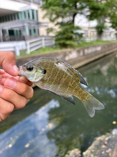 ブルーギルの釣果