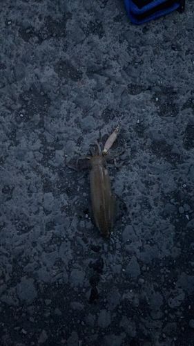 マメイカの釣果