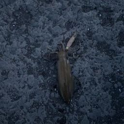 マメイカ
