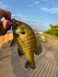 ブルーギルの釣果
