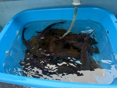イサキの釣果
