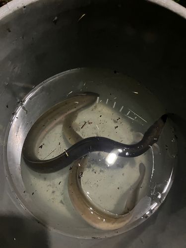 ニホンウナギの釣果