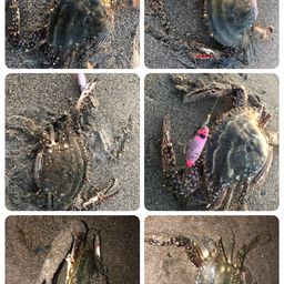 ワタリガニ