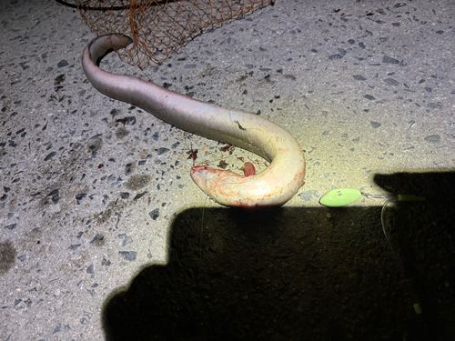 ウナギの釣果