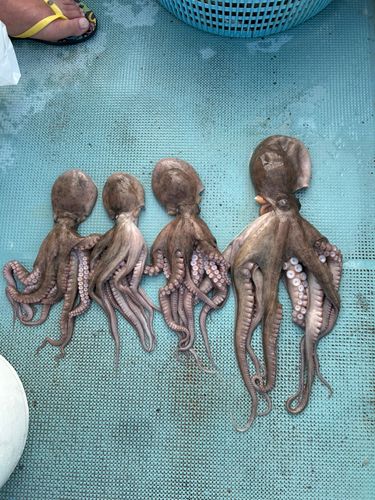 タコの釣果