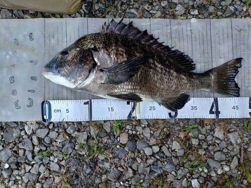 チヌの釣果