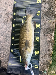 スモールマウスバスの釣果