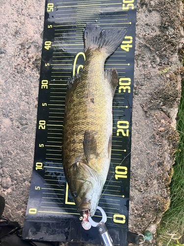 スモールマウスバスの釣果