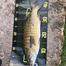 スモールマウスバス