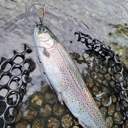 レインボートラウト