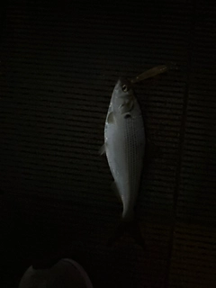 コノシロの釣果