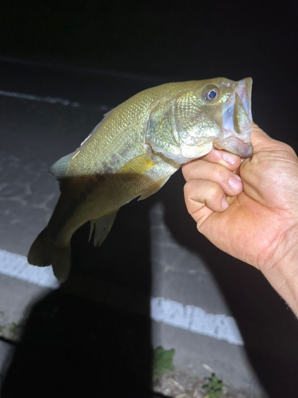 ラージマウスバス