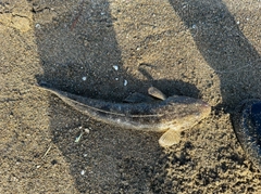 マゴチの釣果