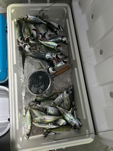 メアジの釣果