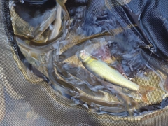 アユの釣果