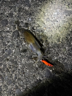 マメイカの釣果