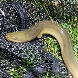 ウナギ