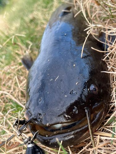 ナマズの釣果