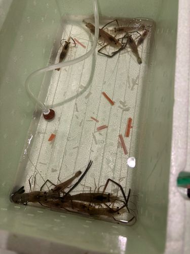 テナガエビの釣果