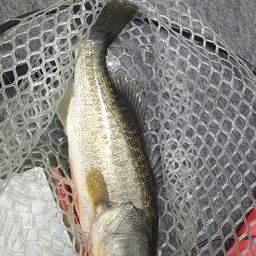 ラージマウスバス