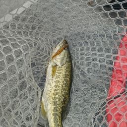 ラージマウスバス