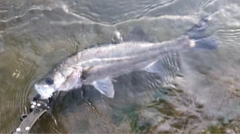 マルスズキの釣果