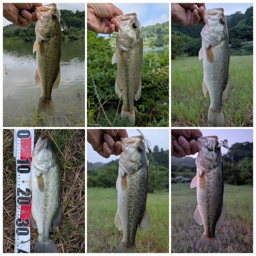 ブラックバスの釣果