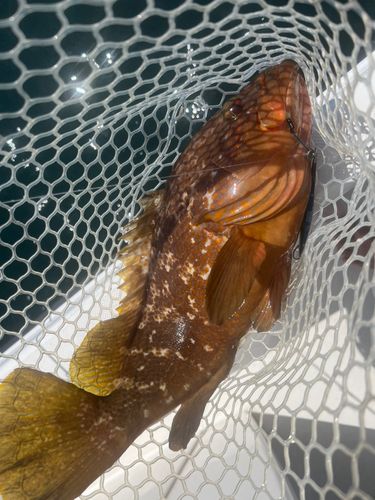 キジハタの釣果