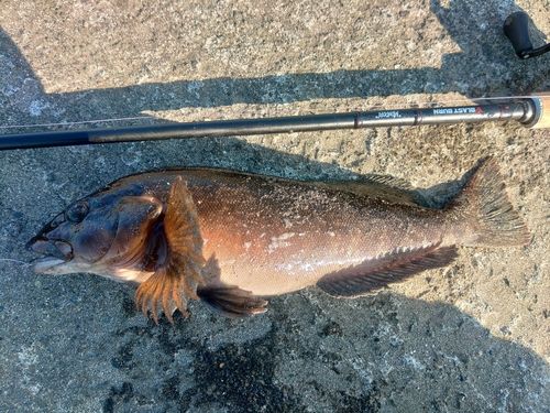アイナメの釣果