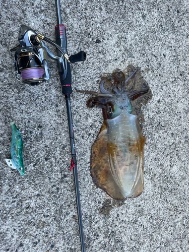 アオリイカの釣果
