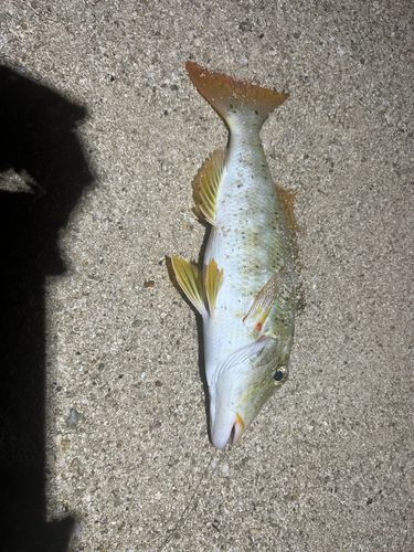 ムネアカクチビの釣果