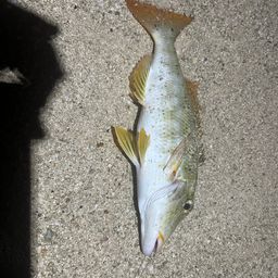 ムネアカクチビ