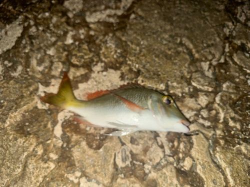 クチナジの釣果