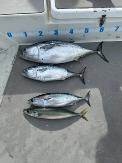 スマガツオの釣果