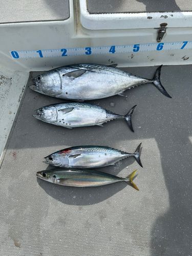 スマガツオの釣果