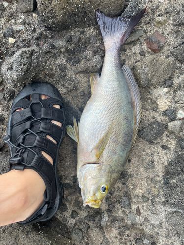 イサキの釣果