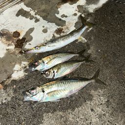 アジ