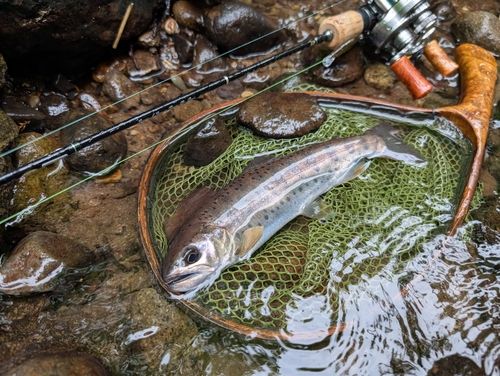 ヤマメの釣果