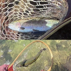 ニジマスの釣果