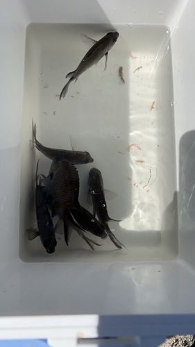 スズメダイの釣果