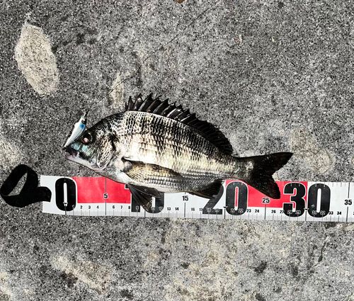 チヌの釣果