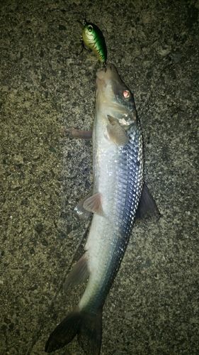 ニゴイの釣果