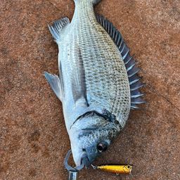 ミナミクロダイ