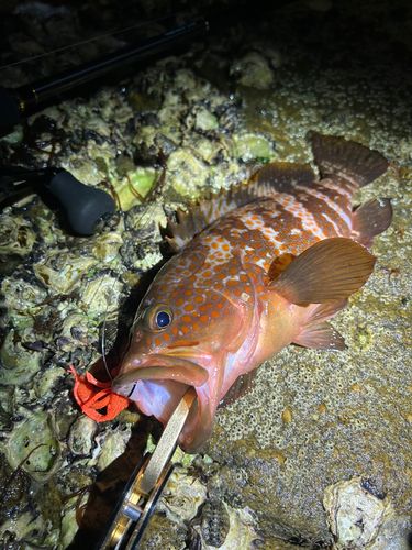 アコウの釣果
